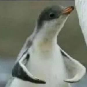 Meet your Posher, Cappy